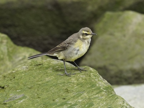 Eastern Yellow Wagtail