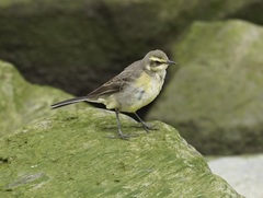 Eastern Yellow Wagtail photo 5