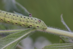 Proserpinus proserpina