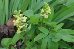 Corydalis cava marschalliana