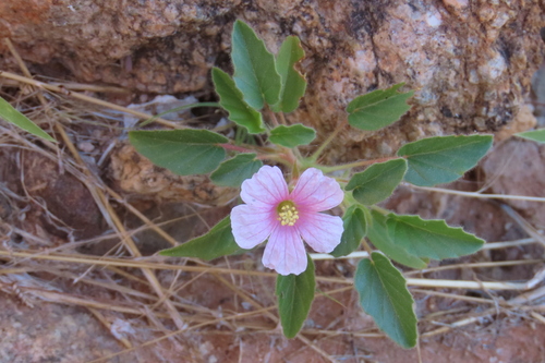 Monsonia senegalensis