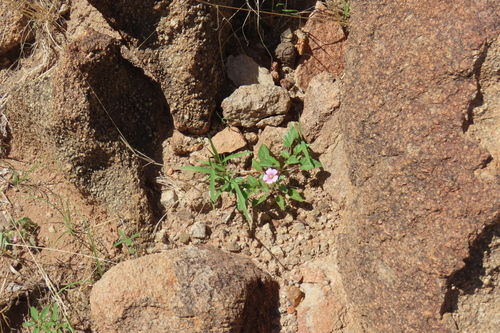 Monsonia senegalensis