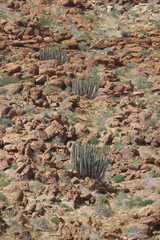 Euphorbia avasmontana, photograph author not stated, no rights reserved