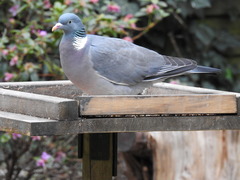 Columba palumbus