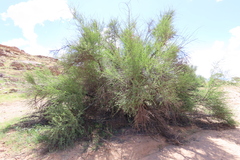 Adenolobus garipensis, photograph author not stated, no rights reserved