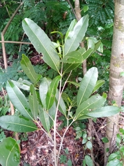 Brexiella