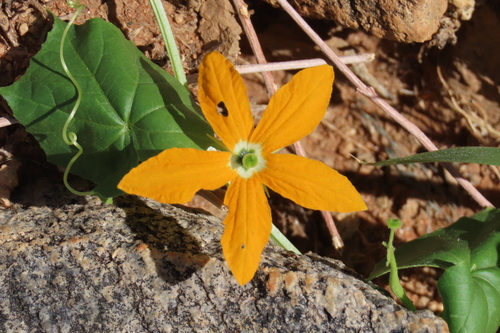 Momordica humilis (Momordica humilis)