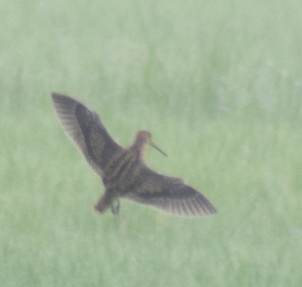 Pin-tailed Snipe