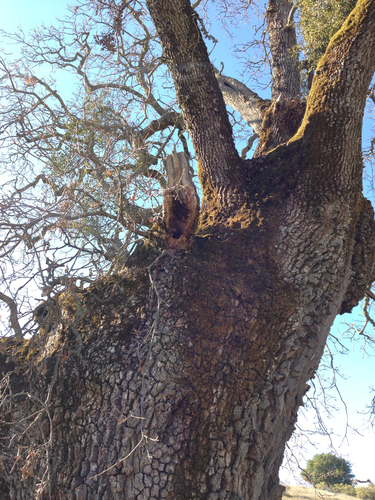 iNaturalist observation photo of valley oak