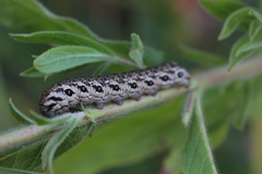 Proserpinus proserpina