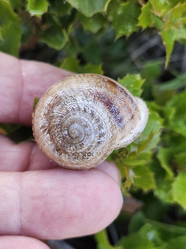 Eobania vermiculata