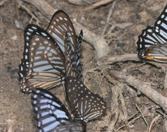 Graphium megarus