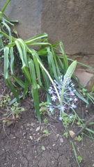 Scilla hyacinthoides