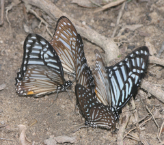 Graphium megarus