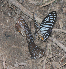 Graphium megarus