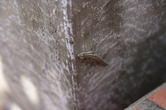 Lygodactylus capensis