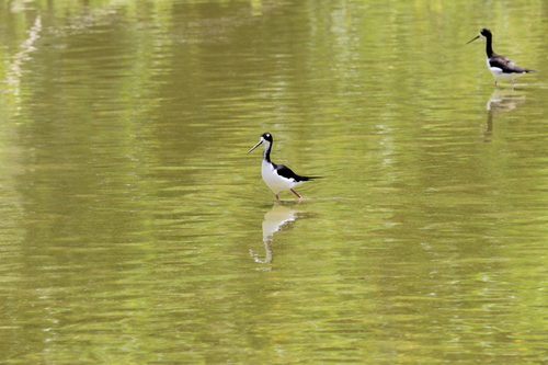 Himantopus mexicanus observed 2026-04-29