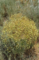 Prangos didyma