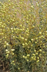 Prangos didyma