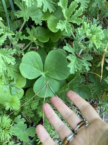Oxalis bowiei, photograph 6