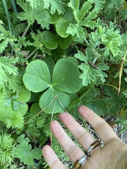 Oxalis bowiei, photograph (c) Melanie Newfield, some rights reserved (CC BY)