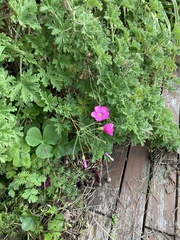 Oxalis bowiei, photograph (c) Melanie Newfield, some rights reserved (CC BY)