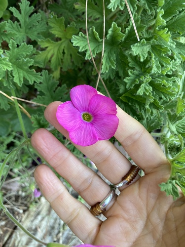 Oxalis bowiei, photograph 4