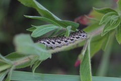 Proserpinus proserpina