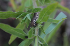 Proserpinus proserpina