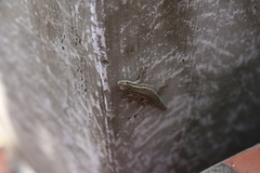 Lygodactylus capensis