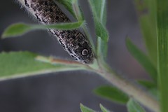 Proserpinus proserpina