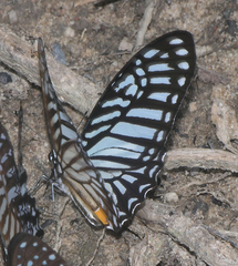 Graphium xenocles