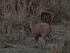 Axis porcinus