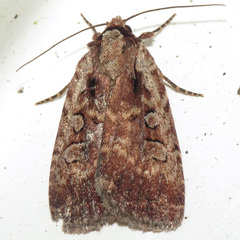 Eueretagrotis attentus