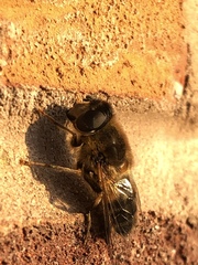 Eristalis pertinax
