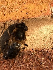 Eristalis pertinax