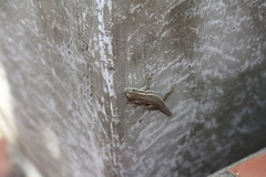 Lygodactylus capensis