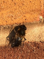 Eristalis pertinax