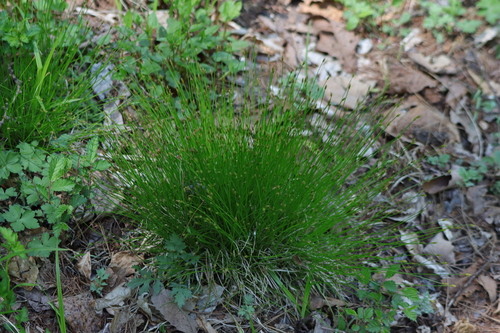 Carex biwensis iNat (3)