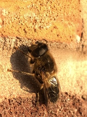 Eristalis pertinax