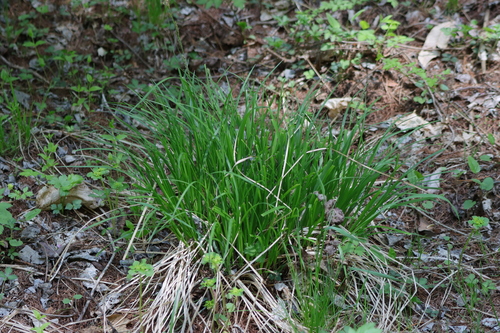 Carex forficula iNat (3)