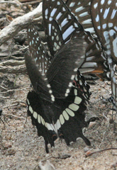 Graphium xenocles