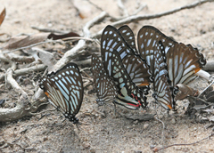 Graphium xenocles