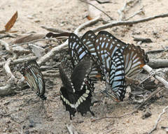 Graphium xenocles
