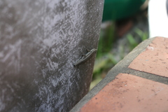 Lygodactylus capensis