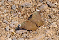 Dophla evelina compta
