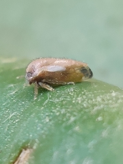 Ophiderma flavicephala image