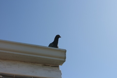 Columba livia domestica