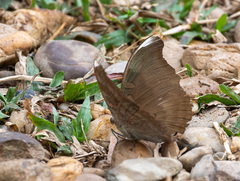 Dophla evelina compta