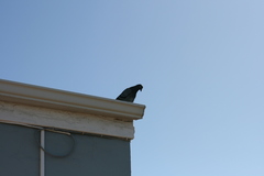 Columba livia domestica